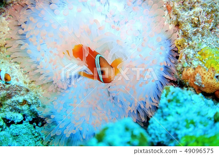 在桃紅色銀蓮花屬的銀蓮花屬魚 在桃紅色銀蓮花屬的銀蓮花屬魚 49096575