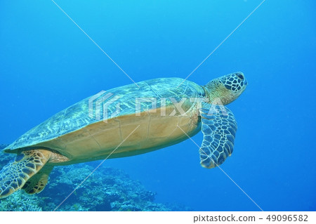 海龜 49096582
