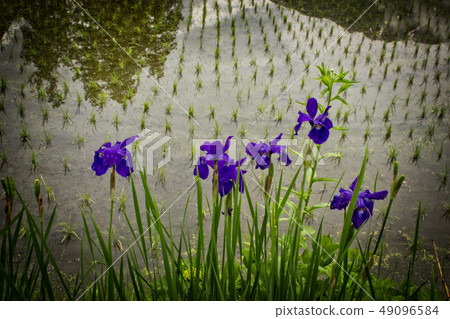 Shirakawago Shirakawago 49096584
