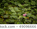 Water lily 49096666