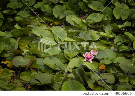 Water lily Water lily 49096666