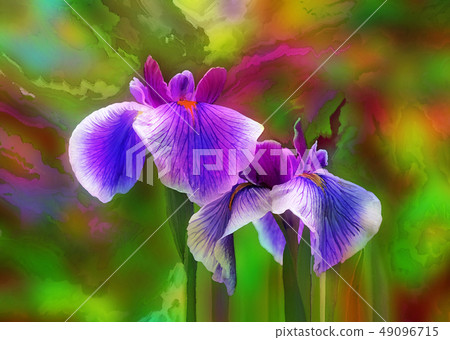 Iris Iris 49096715