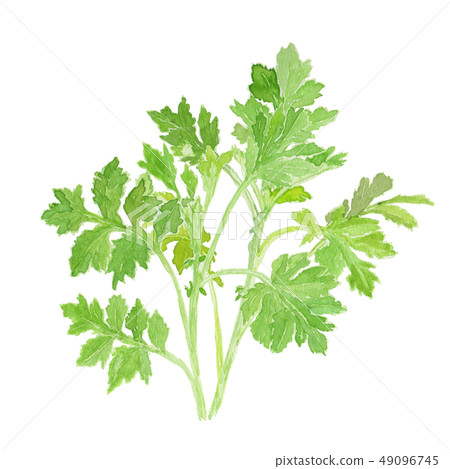 Artemisia indica var. Maximowiczii momogi 49096745