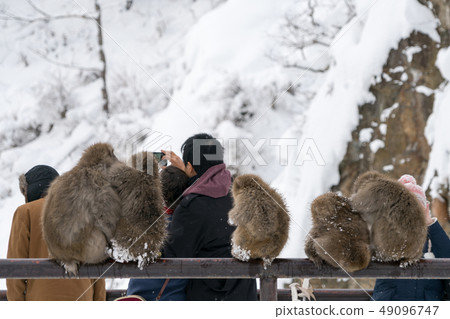 Tourists taking pictures with monkeys 49096747