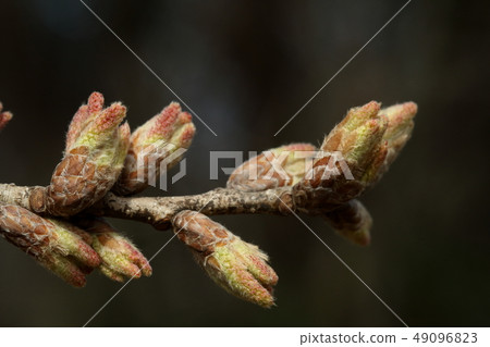 It is a natural plant Kunugi, sprout blowing. Light pink and yellowish green, pastel colored colored branches 49096823