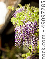  Wisteria flowers 49097285