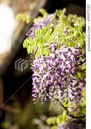 Wisteria flowers Wisteria flowers 49097285