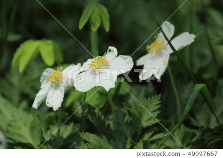 Two-wheeled grasses blooming in satoyama 49097667