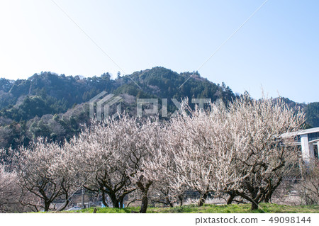 Arai Bairin, Takao Baikyo, Hachioji City, Tokyo 49098144