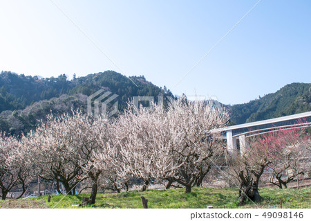 Arai Bairin, Takao Baikyo, Hachioji City, Tokyo 49098146