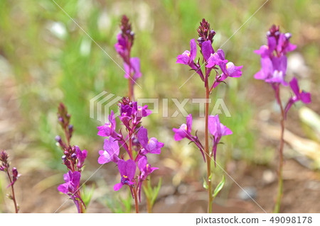 Linaria (Hime Goldfish) 49098178