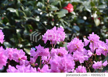 Genkai Azalea Genkai Azalea 49098215