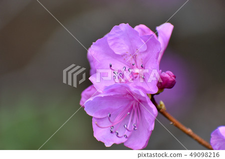 玄海杜鵑花 49098216