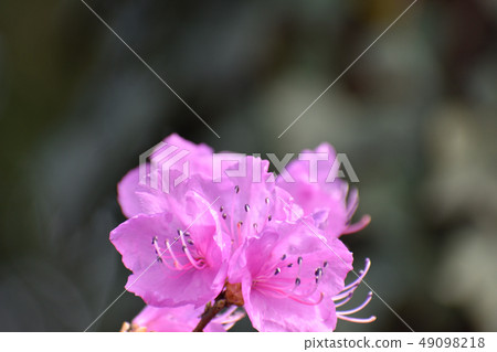 Genkai Azalea Genkai Azalea 49098218