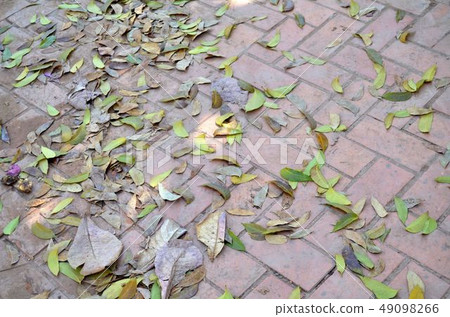 The leaves fall on the concrete cement floor. The leaves fall on the concrete cement floor. 49098266