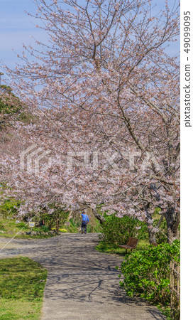 Tateyama城堡廢墟風景在春天 49099095