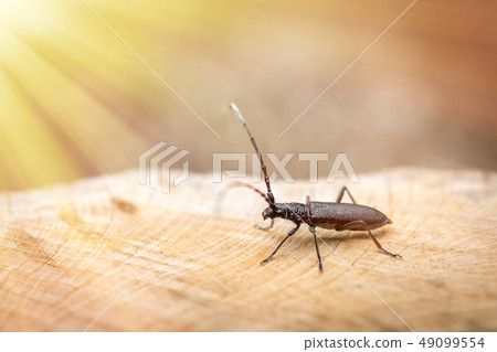 Beetle Large oak barbel - Cerambyx cerdo, 49099554