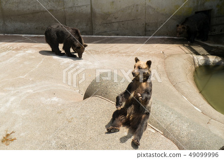 棕熊乞求食物 棕熊乞求食物 49099996