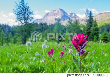 Flowers that bloom in the Canadian Rockies 49100092