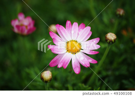 Margaret 49100108