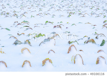 在雪埋沒的圓白菜領域風景 49100116