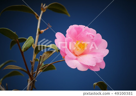 Camellia Camellia 49100381
