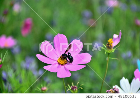 Flowers Flowers 49100535