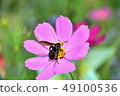 花 49100536