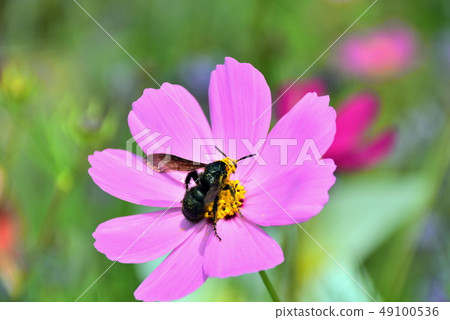 Flowers Flowers 49100536