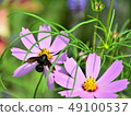 花 49100537