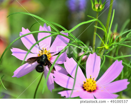 Flowers Flowers 49100537