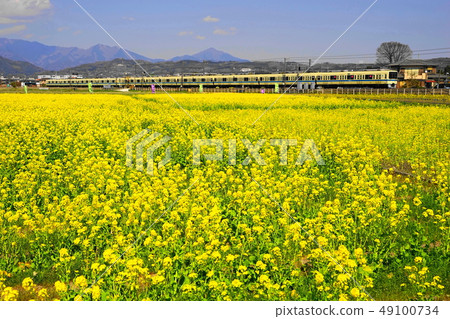 March Odawara 68 Kashiyama / Nanohana Festival和Odakyu Line March Odawara 68 Kashiyama / Nanohana Festival和Odakyu Line 49100734