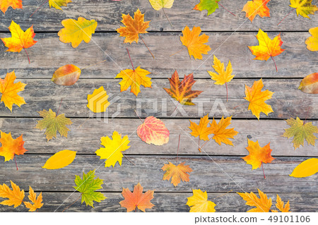 Background with Autumn Leaves Background with Autumn Leaves 49101106