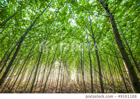 Young Green forest Young Green forest 49101108