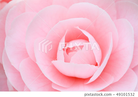 茶花 茶花 49101532
