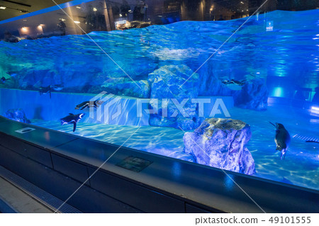 隅田水族館企鵝 照片素材 圖片 圖庫