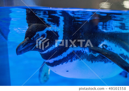 Sumida Aquarium Penguin 49101558
