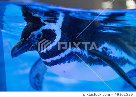 隅田水族館企鵝 49101559