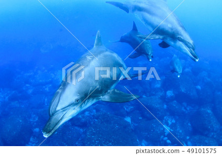 海豚 海豚 49101575