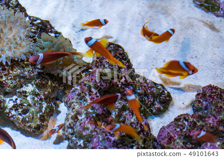 來自墨田區水族館的銀蓮花魚 49101643
