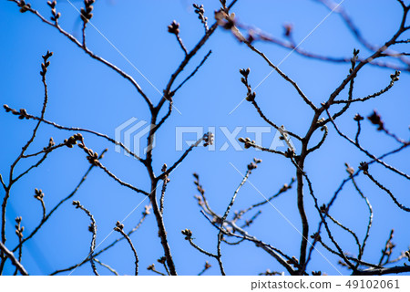A branch of cherry blossoms going to the sky a A branch of cherry blossoms going to the sky a 49102061