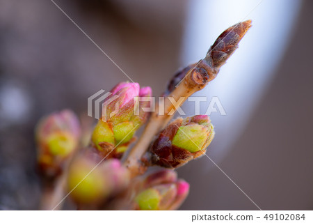 Close-up of the cherry blossoms 49102084