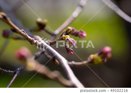 Cherry blossoms and branches a-1 Cherry blossoms and branches a-1 49102216