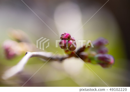 Cherry blossoms and branches b-1 49102220