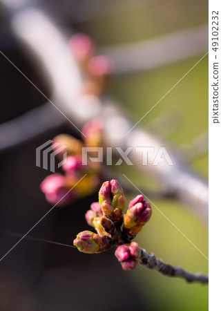Cherry blossoms and branches d-3 before the flowering 49102232