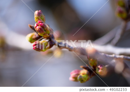Cherry blossoms and branches e-1 in front of flowering Cherry blossoms and branches e-1 in front of flowering 49102233