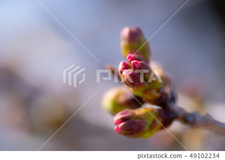 Cherry blossoms and branches e-2 in front of flowering Cherry blossoms and branches e-2 in front of flowering 49102234