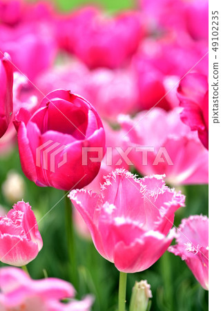 Pink tulip Pink tulip 49102235