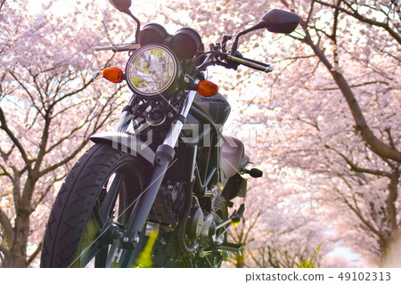 Bike and cherry blossoms Bike and cherry blossoms 49102313