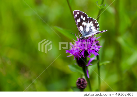 Melanargia galathea butterlfly 49102405